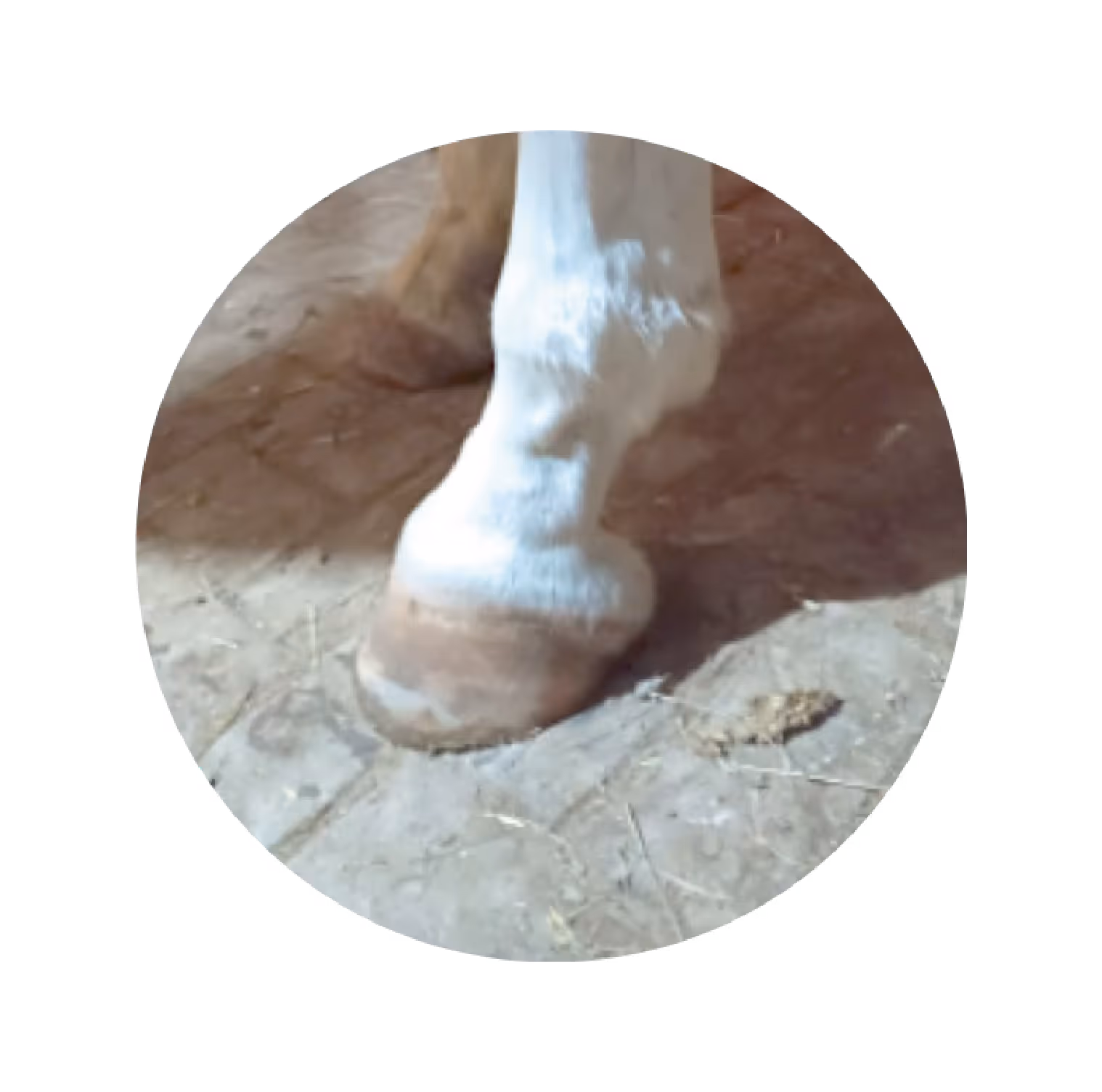 Close-up of a white horse’s front hoof and lower leg standing on a dirt floor.